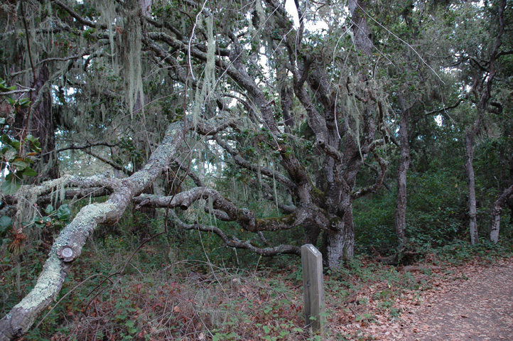 Point Lobos 078.jpg